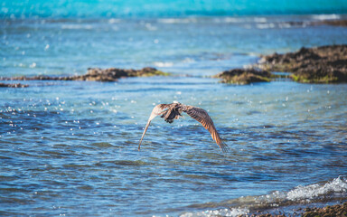Osprey flying over the sea in Australia