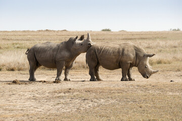 Male white rhino showing dominance over submissive male after friendly sparring, Ol Pejeta Conservancy, Kenya