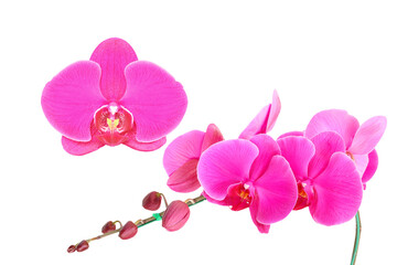 red pink or purple orchid flower on white