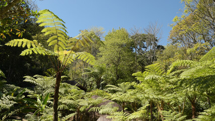Fototapeta na wymiar Natural green fern in the forest