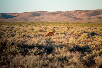 Emu in Australia. 
