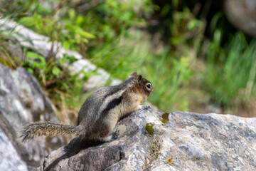 Golden-mantled ground squirrel resting on the rock.   Banff National Park,  AB Canada
