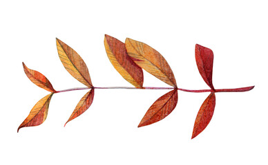 Watercolor hand-drawn autumn orange and red branch with leaves isolated on white background. Art creative nature object for card, sticker, wallpaper, textile or wrapping
