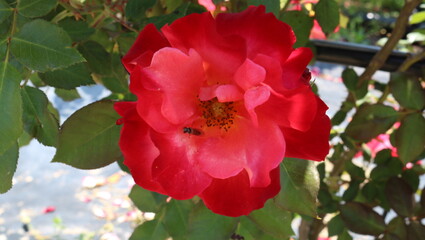 red rose in the garden