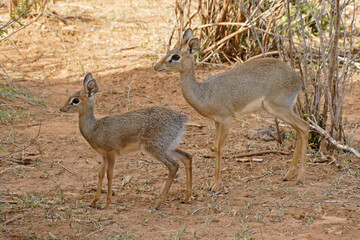 Kirk's dik-diks (female and offspring), Samburu Game Reserve, Kenya