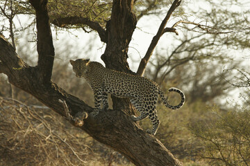 Male leopard standing on trunk of acacia tree, Samburu Game Reserve, Kenya