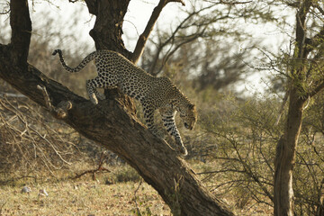 Male leopard walking down trunk of acacia tree, Samburu Game Reserve, Kenya © Michele Burgess