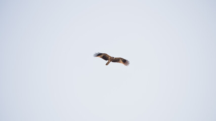 Eagle flying in Australia