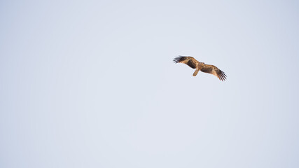 Eagle in Australia