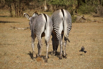 Obraz na płótnie Canvas Back side of two Grevy's zebras, Samburu Game Reserve, Kenya