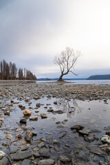 The lonely tree at Lake Wanaka with misty background, New Zealand.