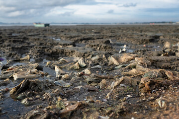 garbage on the beach, dirty sea
