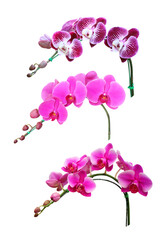 Fototapeta na wymiar Beautiful orchid flower isolated on white background