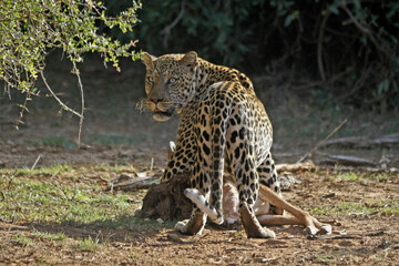 Male leopard with impala carcass, Samburu Game Reserve, Kenya