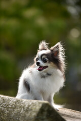 おすましポーズのチワワ