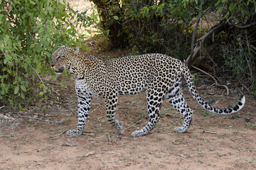 Female leopard walking through bushes, Samburu Game Reserve, Kenya
