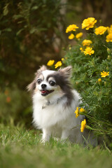 おすましポーズのチワワ