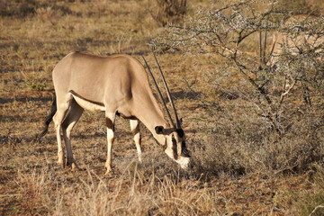 Common beisa oryx grazing, Samburu Game Reserve, Kenya