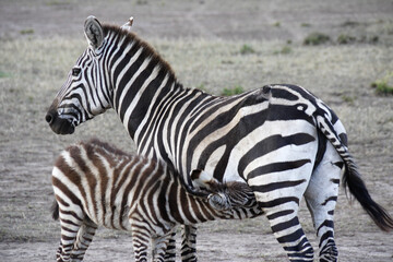 Fototapeta na wymiar Common zebra (with old wound on haunch) nursing foal, Masai Mara Game Reserve, Kenya