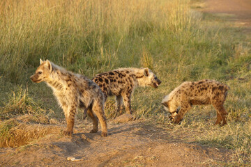 Spotted hyenas at den, Masai Mara Game Reserve, Kenya
