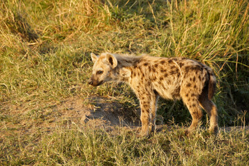 Young spotted hyena at den, Masai Mara Game Reserve, Kenya
