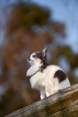 Fototapeta premium おすましポーズのチワワ