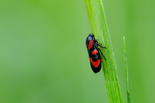 A Red-and-black Froghopper (Cercopis vulnerata) seen on a dock leaf. Cercopis vulnerata (also known as the black-and-red froghopper or red-and-black froghopper) is a species in the family Cercopidae.