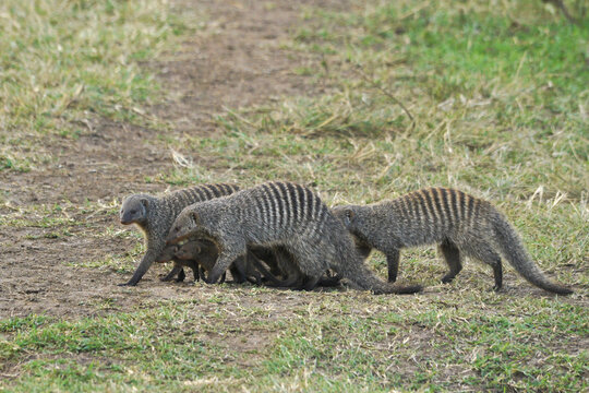 Banded mongooses protecting young from predators as they cross open area, Masai Mara Game Reserve, Kenya