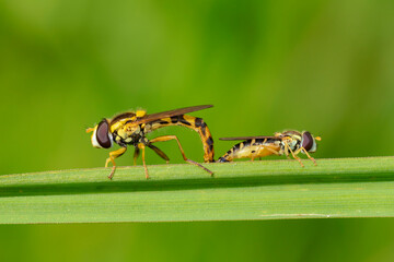 Sphaerophoria scripta, the long hoverfly, is a species of hoverfly belonging to the family Syrphidae. Two long hoverflies (Sphaerophoria scripta) on grass.