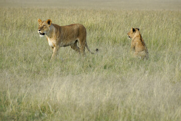 Two lionesses in long grass, Masai Mara Game Reserve, Kenya