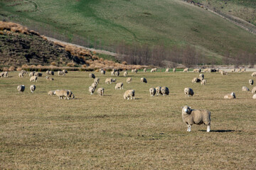 Flock of sheep in nature on meadow. Rural farming outdoor in New Zealand.