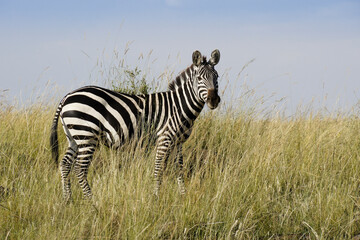 Burchell's (common or plains) zebra standing in long grass, Masai Mara Game Reserve, Kenya