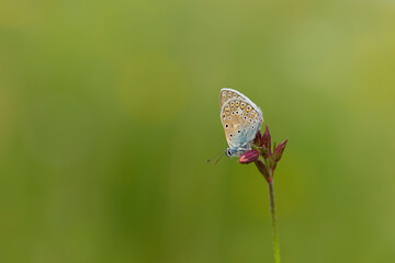 The common blue butterfly (Polyommatus icarus) is a butterfly in the family Lycaenidae. Common blue butterfly (Polyommatus icarus), at rest with underside visible.