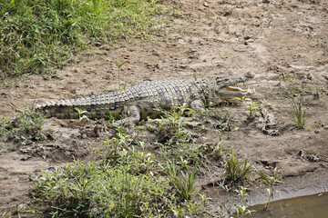 Nile crocodile sunning on bank of Mara River, Masai Mara Game Reserve, Kenya