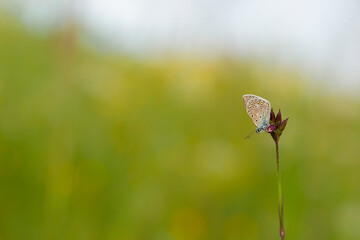 The common blue butterfly (Polyommatus icarus) is a butterfly in the family Lycaenidae. Common blue butterfly (Polyommatus icarus), at rest with underside visible.
