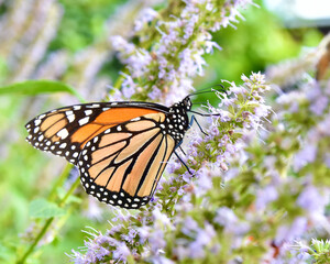 A Monarch (Danaus plexippus) feeding on the flower nectar of Anise Hyssop (Agastache foeniculum.)...