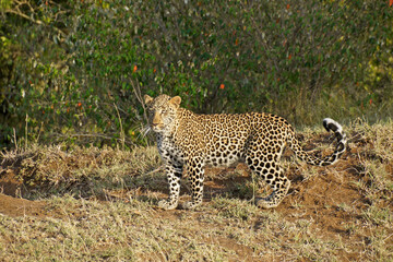 Juvenile male leopard, Masai Mara Game Reserve, Kenya