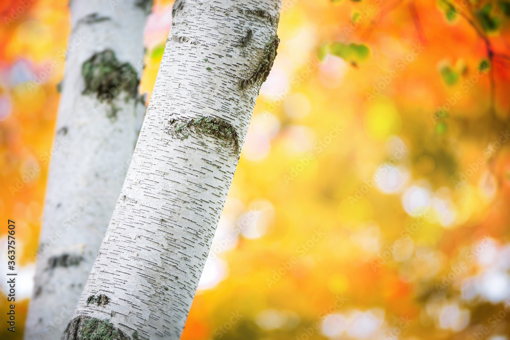 Poster closeup of a birch tree trunk against golden autumn foliage colors. bokeh and copy space.