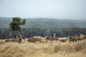 Obraz na płótnie Canvas Herd of deer in rural at New Zealand .