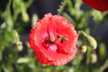 red poppy