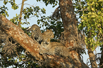 Female leopard and her son in crotch of tree, Masai Mara Game Reserve, Kenya