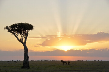 Sunrise on the Masai Mara, Kenya