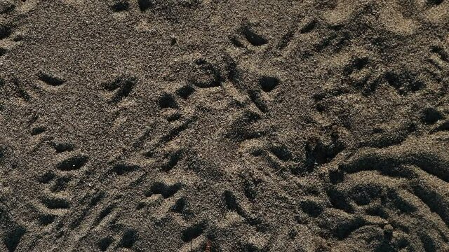 Katydid crosses sandbox slow motion.