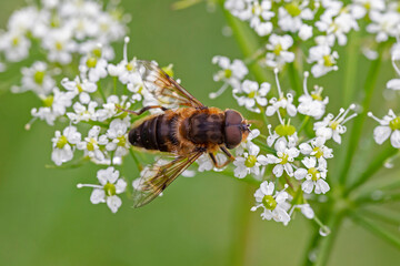 Eristalis pertinax is a European hoverfly. A macro shot of a hoverfly (Eristalis pertinax).