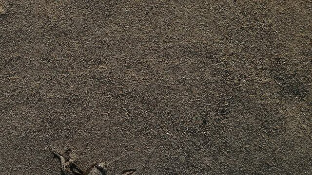  Large black cricket walks through undisturbed sand leaving footprints in slow motion.