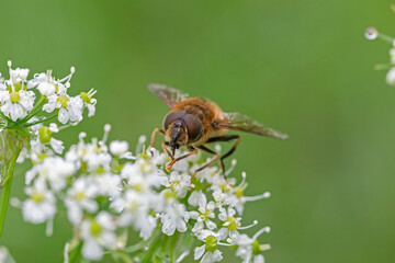 Eristalis pertinax is a European hoverfly. A macro shot of a hoverfly (Eristalis pertinax).