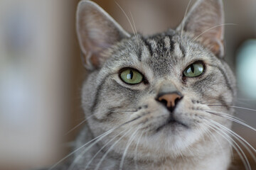 猫と暮らす　　　サバトラ猫