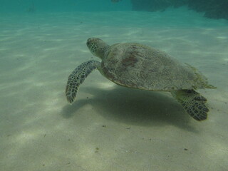 Obraz premium sea ​​turtle