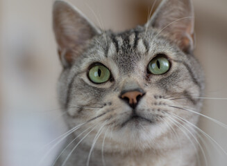 猫と暮らす　　　サバトラ猫