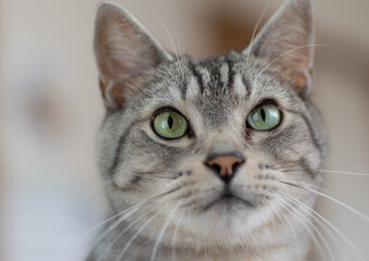 猫と暮らす　　　サバトラ猫